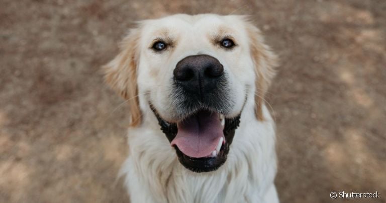 Muitas sugestões de nome para cachorro Labrador pra você escolher 