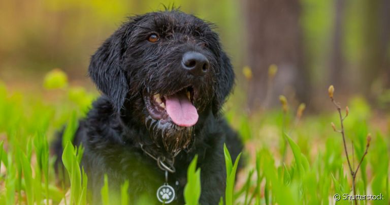 Nomes para cachorro: são muitas possibilidades inspiradas em séries de televisão
