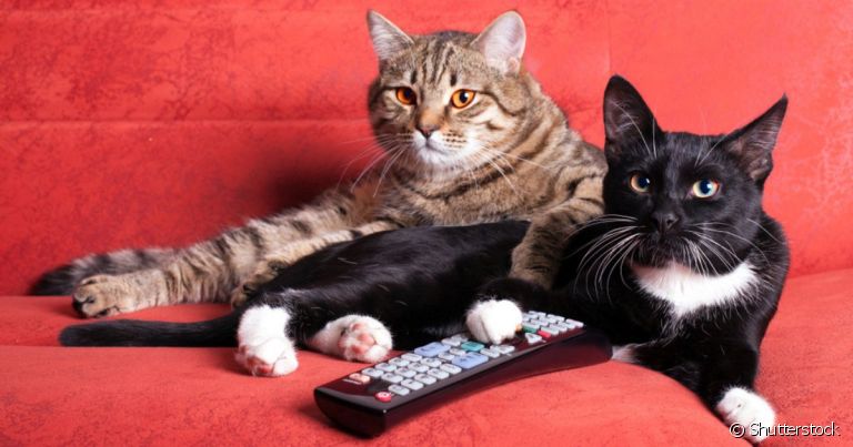 Já parou para pensar que sua série favorita pode ajudar a escolher o nome do gato?
