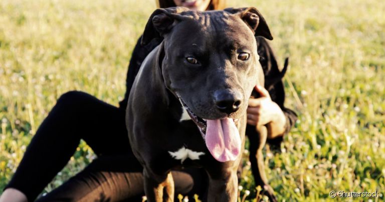 A relação do Pitbull com criança, adulto, idoso e até mesmo outros pets é marcada com amor