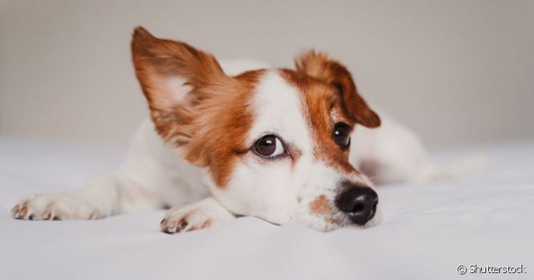  Será que o cachorro sente quando o dono vai morrer? Veja essa e outras curiosidades! 
