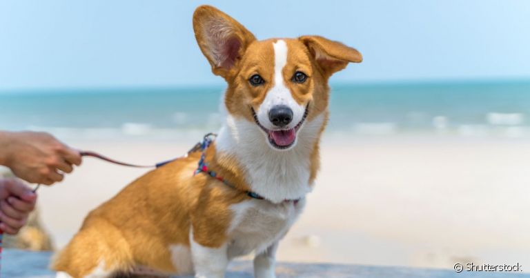 Cidades pet friendly garantem experiências únicas para cão e tutor no Brasil