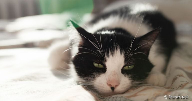 Algumas doenças de gato são bem perigosas e precisam de um olhar atento dos donos