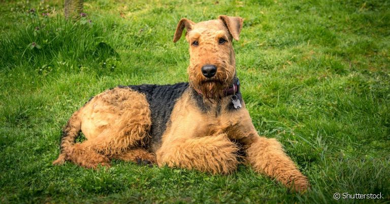 O Airedale Terrier é um cão de porte médio, pelos duros e um temperamento dócil com a família