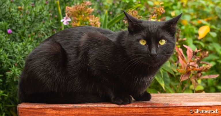 Anatomia do sistema urinário dos gatos: elimininação correta da urina equilibra o organismo
