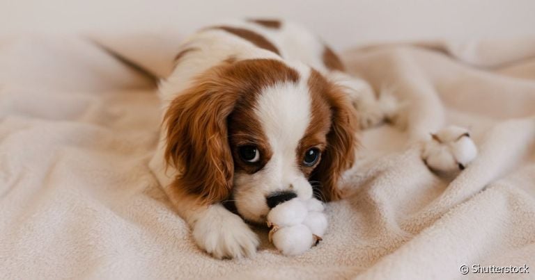  O algodão pode não ser a melhor opção proteger o ouvido de cachorro durante o banho.