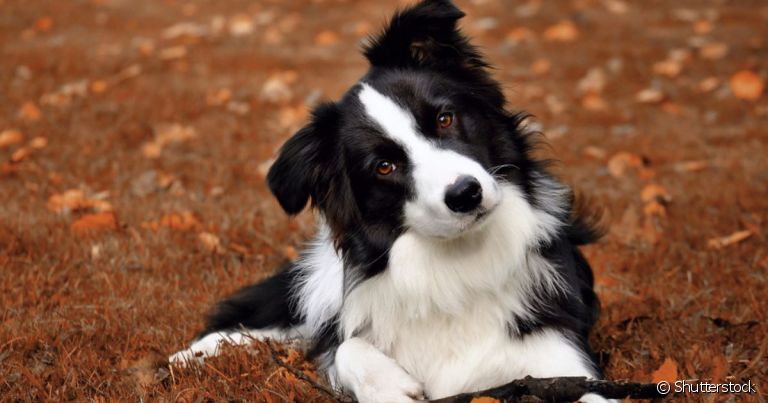 A bexiga de cachorro é o órgão responsável por armazenar a urina