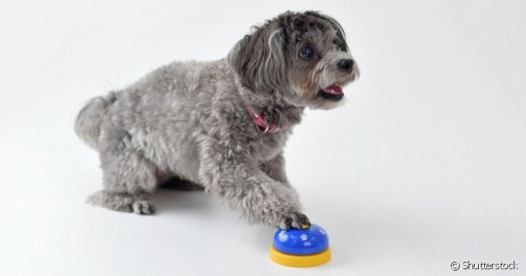  O truque dos botões de comando para cachorro está fazendo sucesso na web 