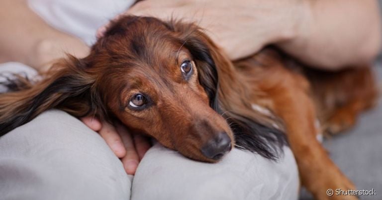 A brucelose canina é uma doença bacteriana que pode afetar a fertilidade dos cães
