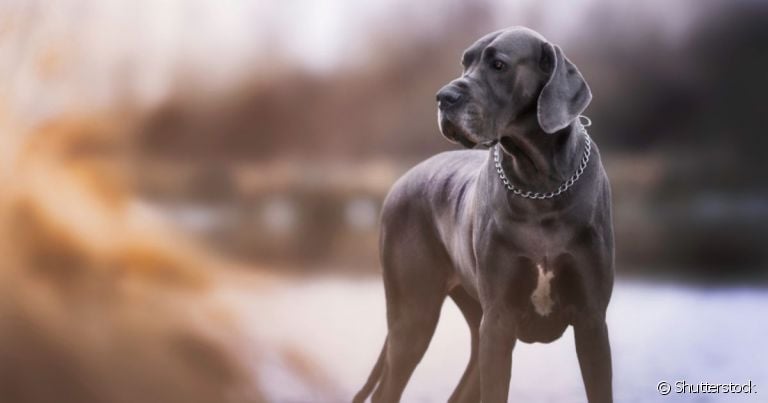 Cachorro cinza: raças como o Dogue Alemão e Weimaraner podem ter o padrão de pelagem