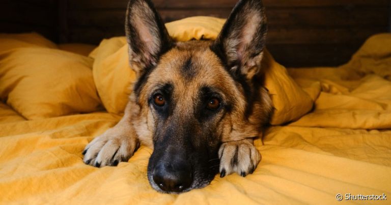 A miosite em cães é uma doença autoimune que dificulta a mastigação do animal