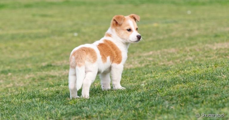 O cachorro com rabo entre as pernas pode indicar medo, insegurança, tristeza ou culpa