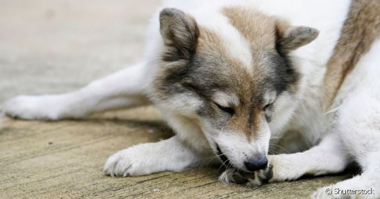 O cachorro lambendo muito a pata pode ter várias causas, inclusive emocional