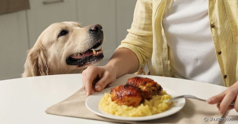 Resistir ao cachorro pedindo comida não é fácil, mas é necessário