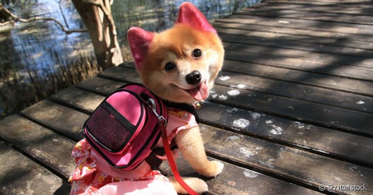 Mochila para cachorro? Esse acessório super estiloso é bem útil para o pet.