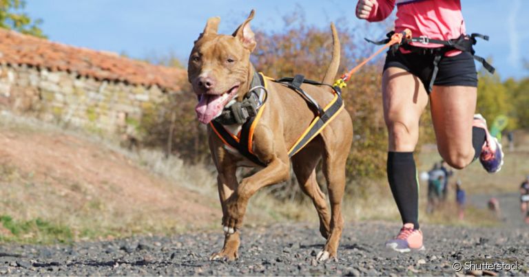  Conheça o Canicross, um esporte onde o tutor corre com o cachorro! 