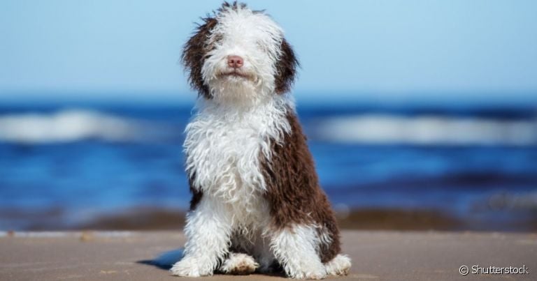 O Cão D'água Espanhol é conhecido por seus pelos super encaracolados