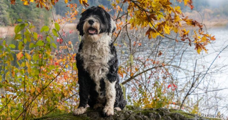 O Cão D'Água Português é inteligente, atlético e pode fazer diferentes esportes como natação e agility