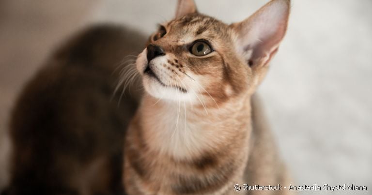 Chausie é um gato híbrido: metade selvagem, metade doméstico.