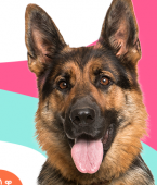 Ciclo de vida do cachorro: entenda nesse infográfico todas as fases da espécie