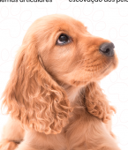 Cocker Spaniel: conheça as características da raça nesse infográfico