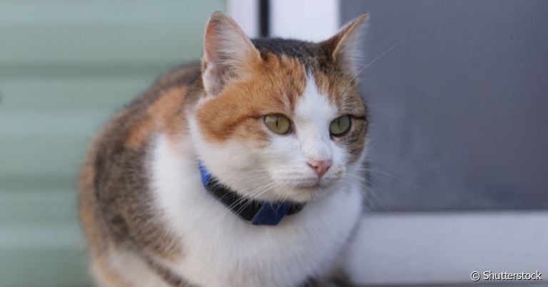 A coleira para gato com gps ajuda tutores a terem controle da localização do animal