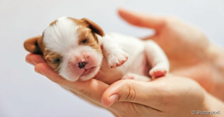  É importante não acelerar a abertura dos olhos do filhote de cachorro 