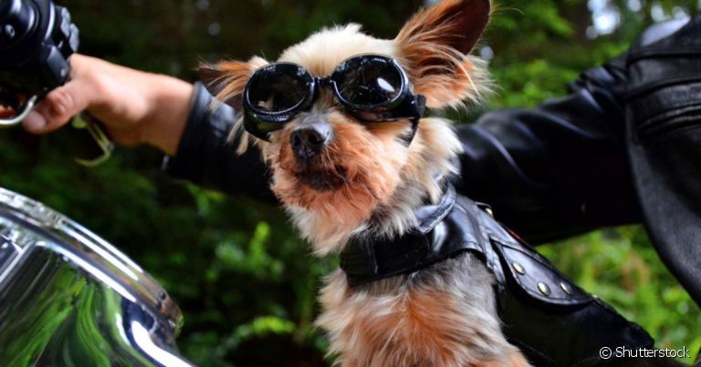 Cachorro na moto: prática não é recomendada, mas é importante saber quais os cuidados