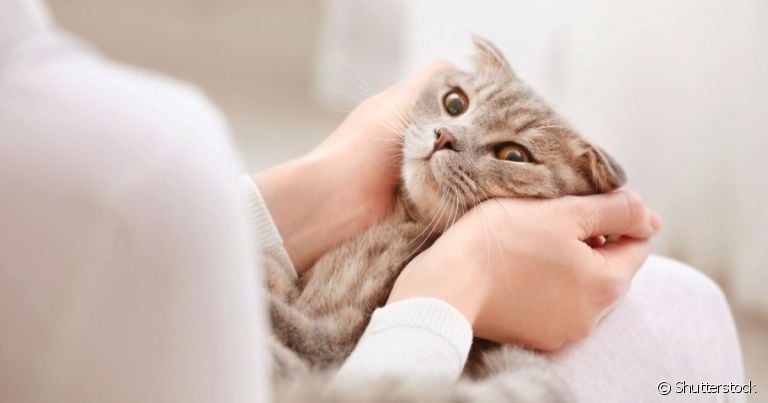 Saber como falar com gatos inclui entender a linguagem corporal dos pets