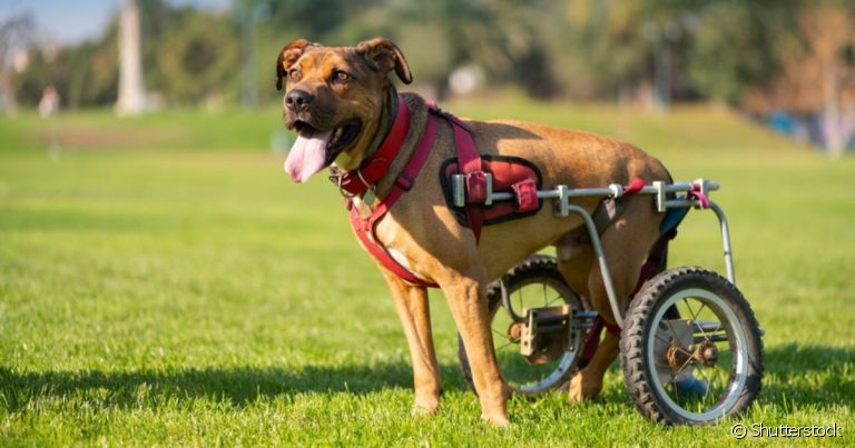 A cadeira de rodas para cachorro pode ser feita pelo próprio tutor com tubos de pvc