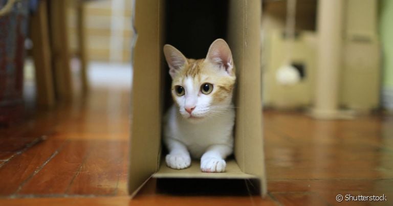 Gatos têm clavícula, mas não em forma de osso, e sim de cartilagem