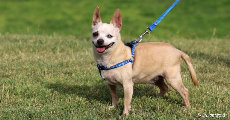 Passear com cachorro cego é super recomendado, basta seguir alguns cuidados