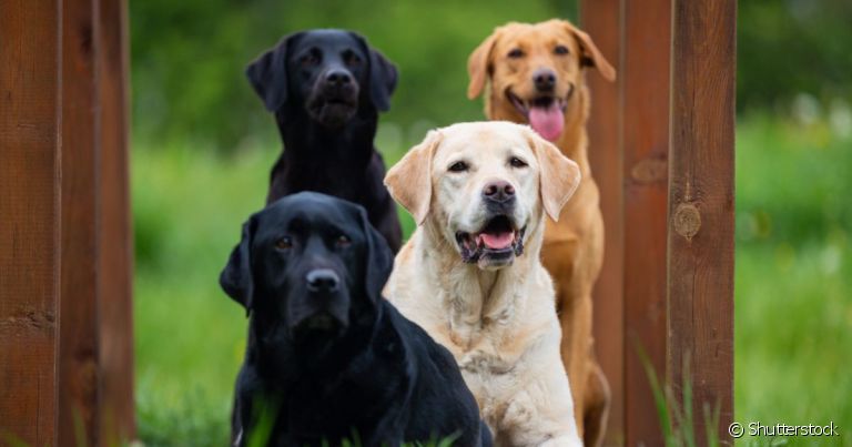  O cachorro retriever classifica diversas raças de cachorro. 