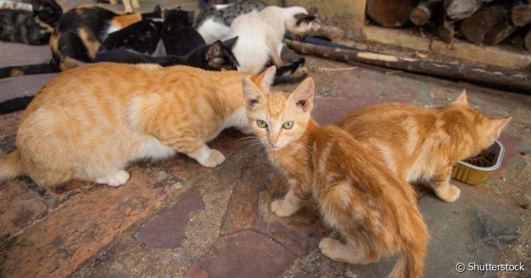  Colônia de gatos: um problema ambiental e de saúde pública