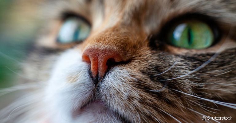 Focinho de gato: os desenhos funcionam da mesma forma que as impressões digitais