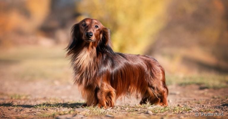 O Dachshund pelo longo precisa de uma frequência maior de banho e escovação dos pelos