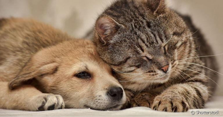 Ansiedade e depressão em cachorro e gato são doenças que afetam toda a vida do animal