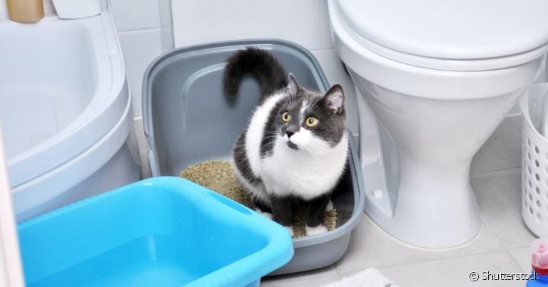  A desobstrução em gatos pode ser recomendada em alguns problemas no sistema urinário