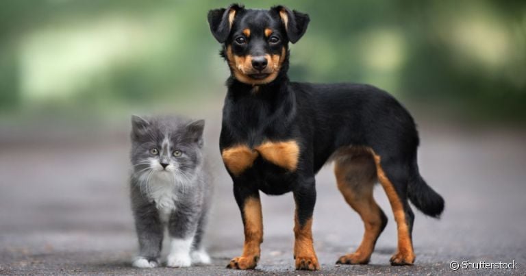Data conscientiza a população sobre o abandono e maus-tratos animal