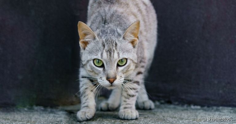  Feral é um felino que se adequa às ruas. Mas será que ele se adapta a um lar? Descubra nesta matéria.