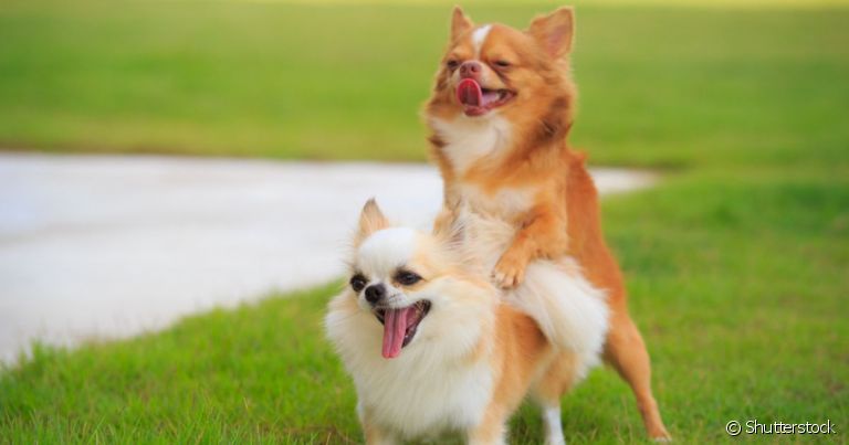  Espermatozóide de cachorro: há milhares no sêmen canino.