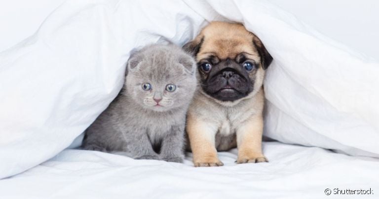 Fenda palatina: cachorro e gato com a doença nascem com uma malformação no palato