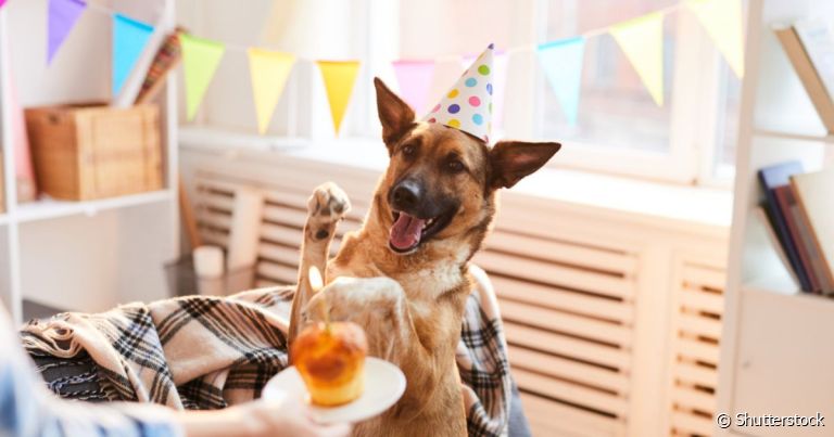 O aniversário para cachorro é uma ocasião que pode ser celebrada e adaptada para o animal