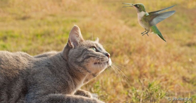 O gato caçando passarinho é algo que faz parte da natureza felina, mas não deve ser estimulado