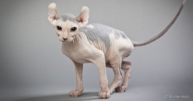 O gato Elfo lembra bastante o Sphynx, principalmente por causa da ausência de pelos