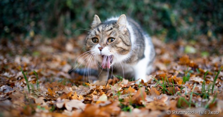 Gato engasgado pode ficar bastante estressado também. Veja como ajudar o seu pet a sair dessa!
