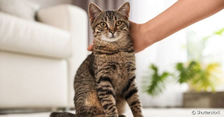 Afinal, gato malhado é uma raça? Descubra isso e muito mais sobre esse felino nessa matéria do Patas da Casa!