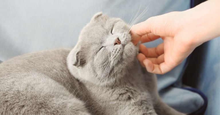 O gato ronronando faz um barulho fofinho e que ajuda até mesmo a acalmar o dono