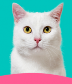 Gato sente calor e precisa de cuidados! Aprenda a identificar os sinais nesse infográfico