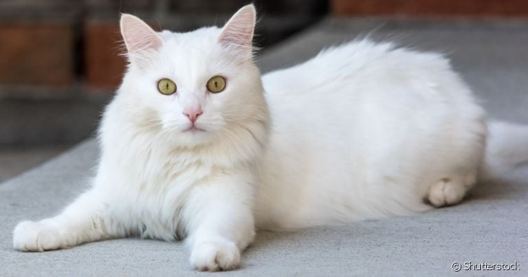 O gato branco tem mais chances de ficar surdo e não pode tomar muito sol